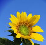 向日葵combo2.0深夜释放自己无限制