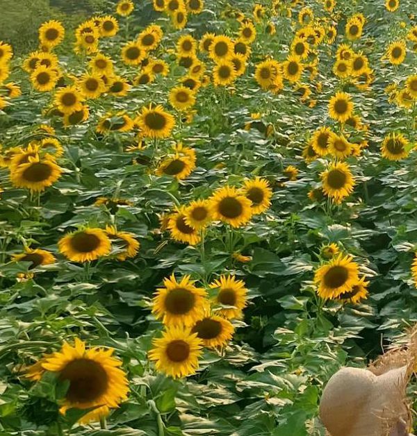 向日葵combo2.0深夜释放自己无限制