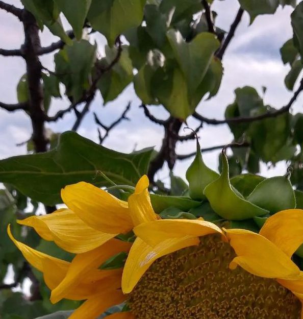 向日葵combo2.0深夜释放自己无限制