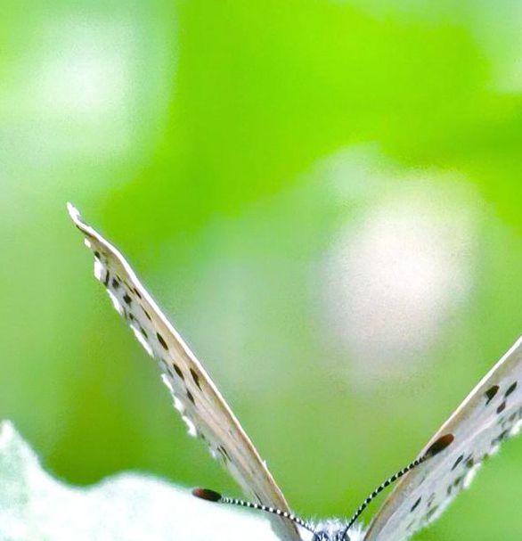 粉蝶火辣辣在线