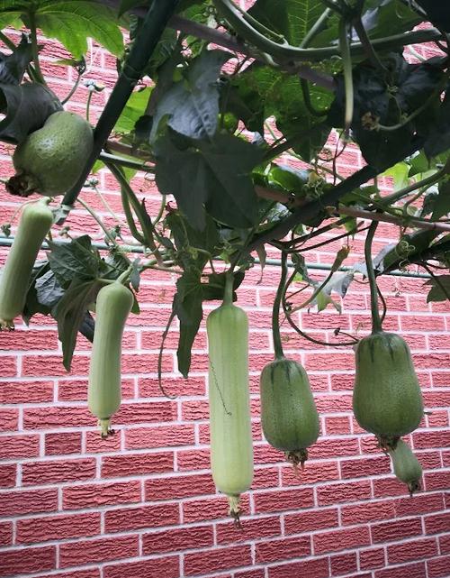 香蕉芭乐向日葵鸭脖丝瓜小猪