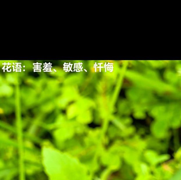 含羞草实验所入口免费进入网址