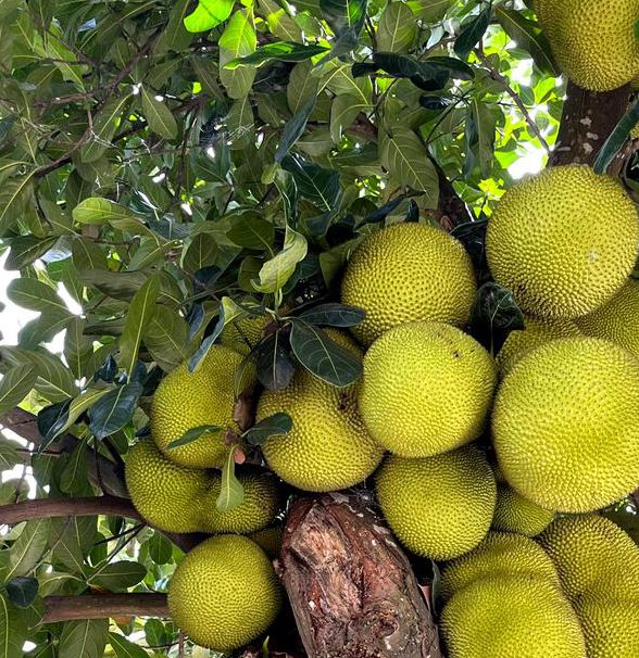 菠萝蜜国际通道