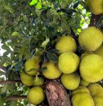 菠萝蜜国际通道