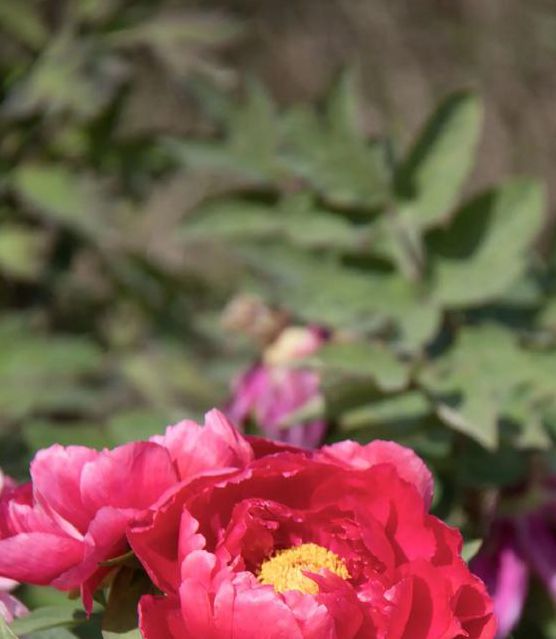 国色天香论坛社区App