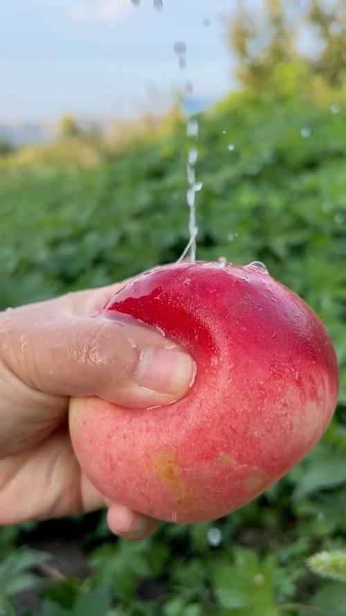 水蜜桃视频下载ios版