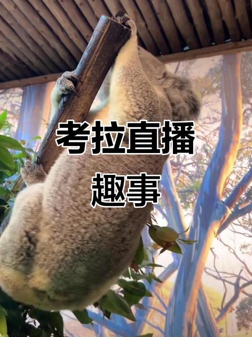 考拉直播最新版本下载