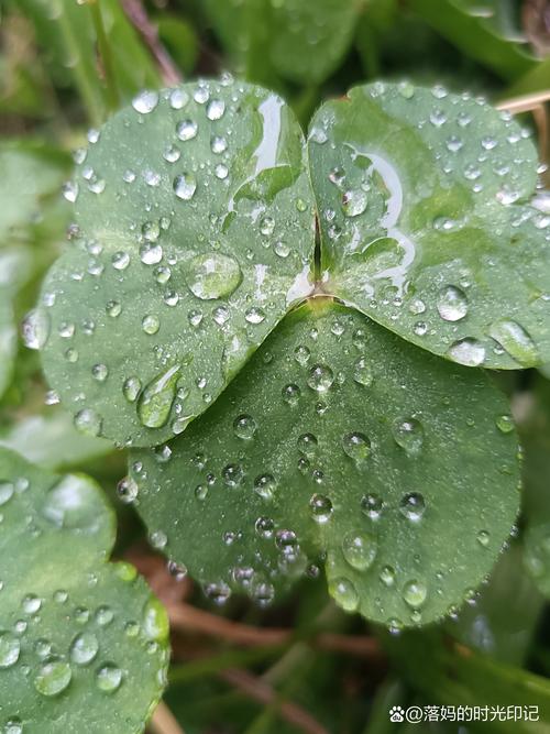 绿巨人千层浪樱桃秋葵黄瓜18