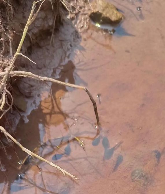 小蝌蚪视频app下载大全小蝌蚪免费观看