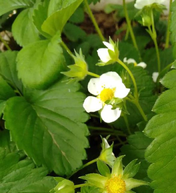 草莓樱桃榴莲向日葵ios