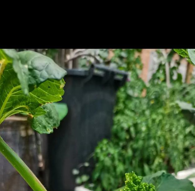 秋葵视频无限入口