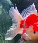 金鱼直播好看不等人