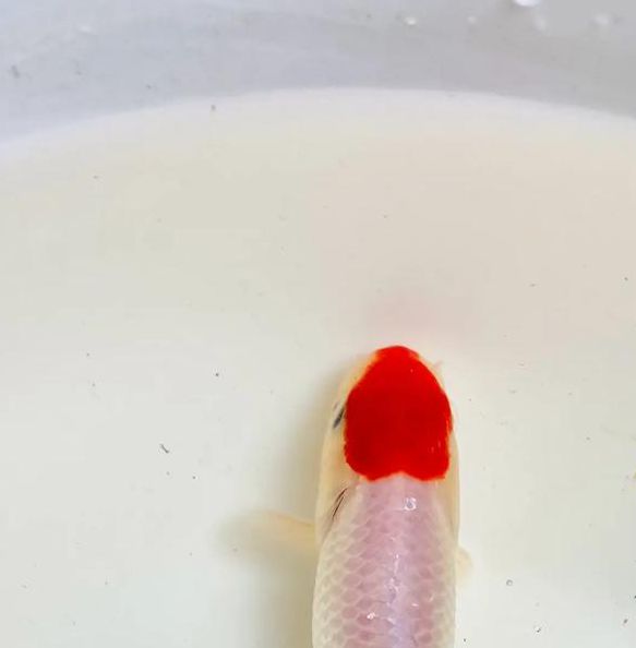 金鱼直播好看不等人