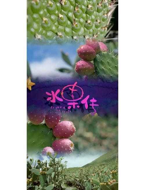 仙踪林水果派解说果冻传媒