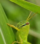 草蜢视频免费社区