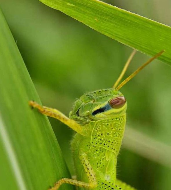 草蜢视频免费社区
