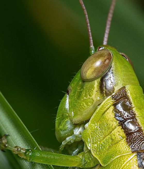草蜢视频免费社区