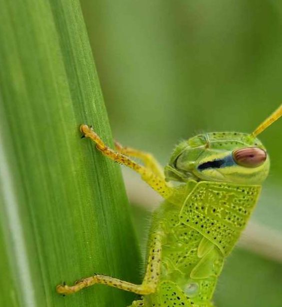 草蜢视频免费社区