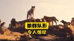 狼群社区视频播放完整版
