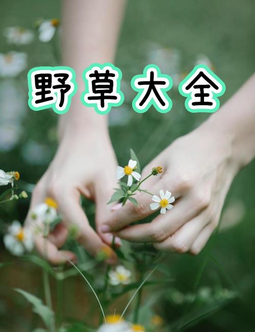 野草视频在线
