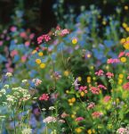 野花视频高清手机版