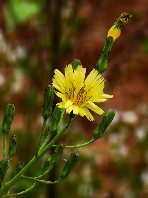 野花视频高清手机版