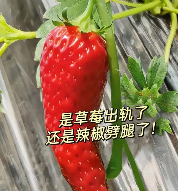 水果草莓香蕉绿巨人免费版