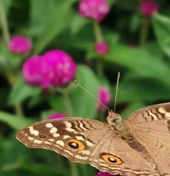 蝶恋花dlhapp直播下载