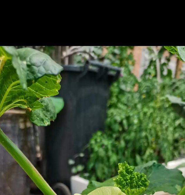 秋葵视频免费最新版