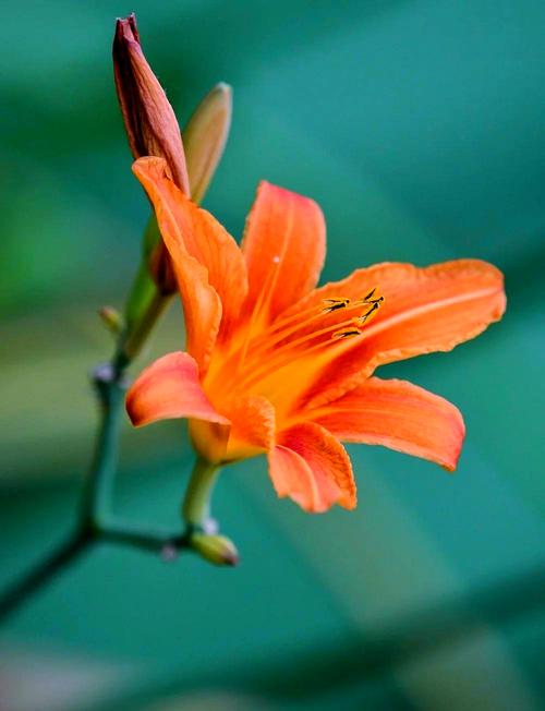 忘忧草直播最新版本