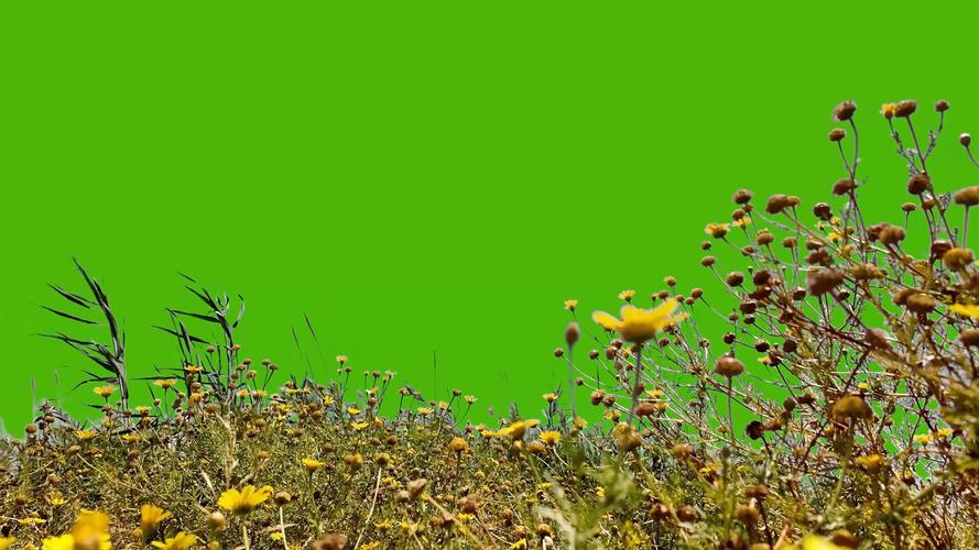 野草野草潦草视频