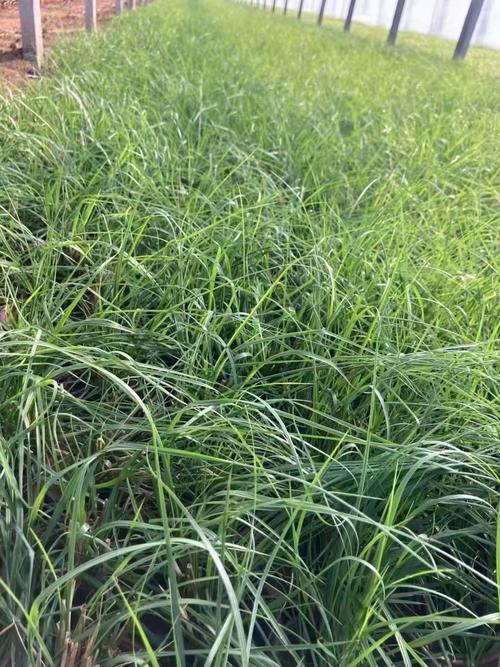 野草野草潦草视频