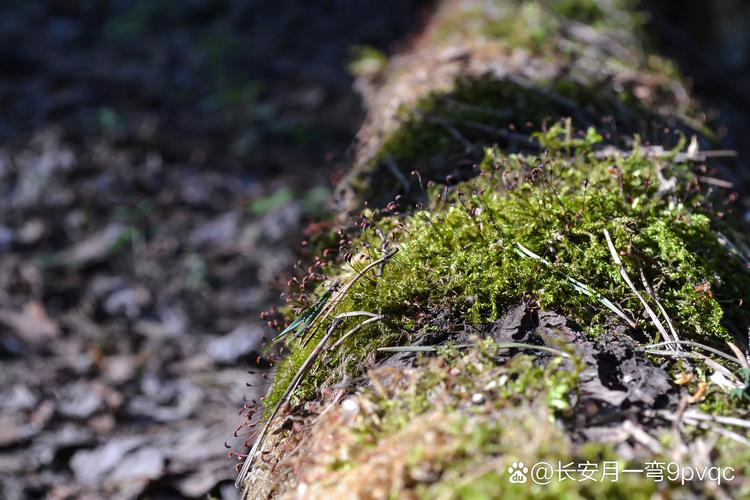 野草野草潦草视频