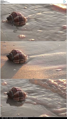 贝壳视频免费资源