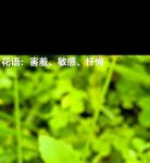 含羞草传媒直播