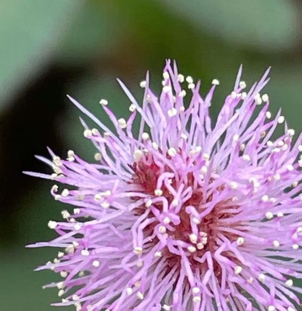 含羞草传媒直播