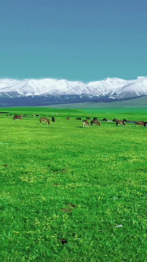 国国内清清草原免费视频99