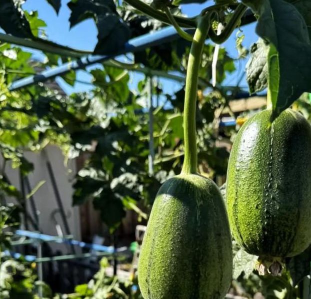 草莓芭乐樱桃丝瓜绿巨人苹果版免费