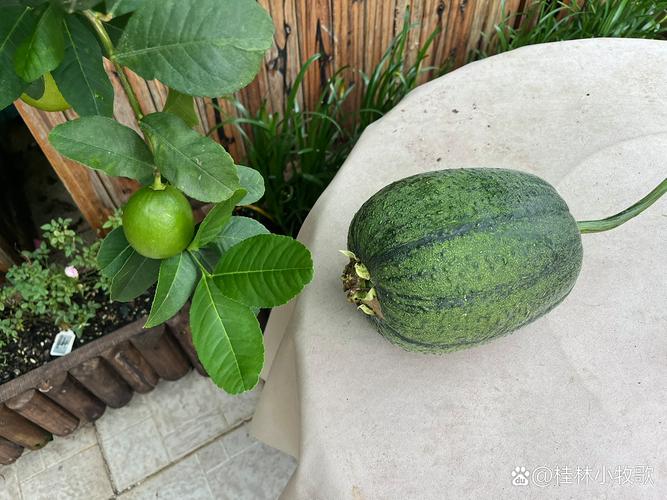 草莓芭乐樱桃丝瓜绿巨人苹果版免费