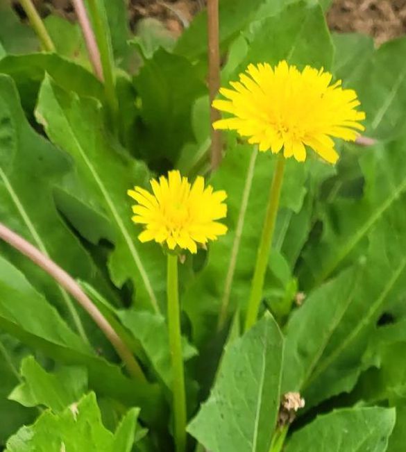 野花社区视频大全高清版