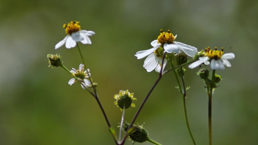 野花社区视频大全高清版