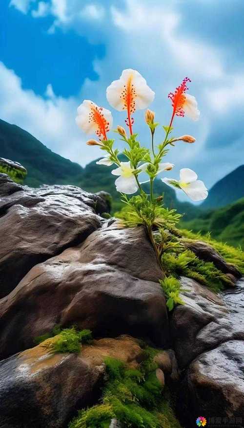 野花社区视频大全高清版