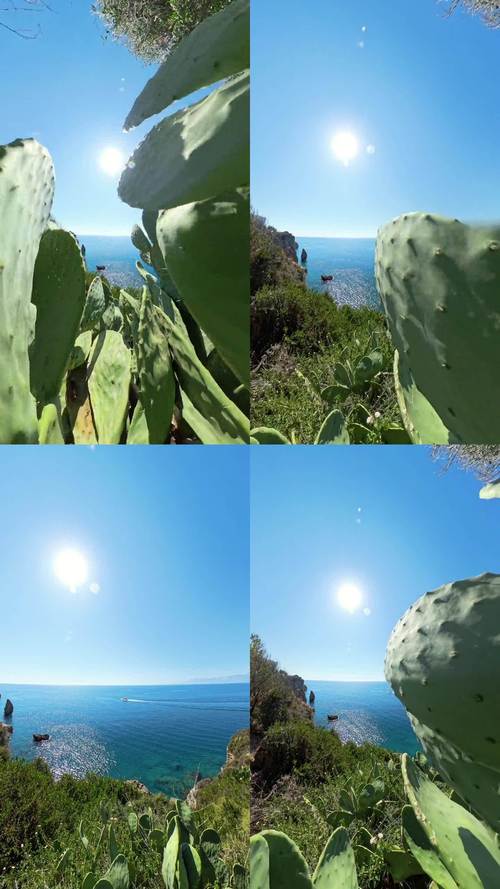 仙人掌视频嘿呦嘿呦app