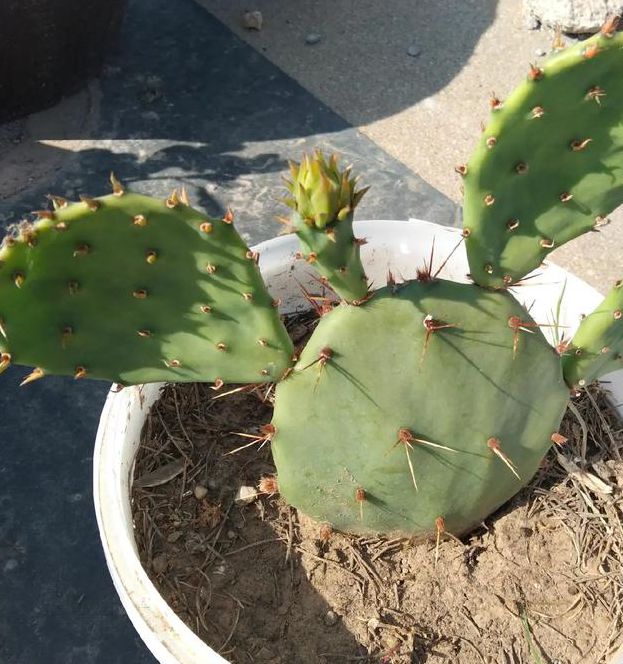 仙人掌视频嘿呦嘿呦app