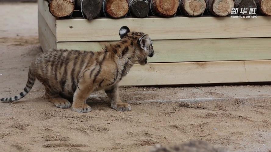 猛虎视频免费版