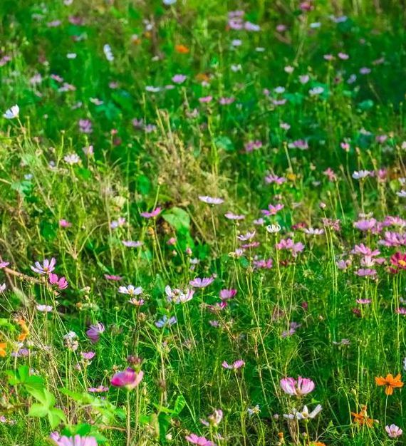 野花社区视频大全高清版