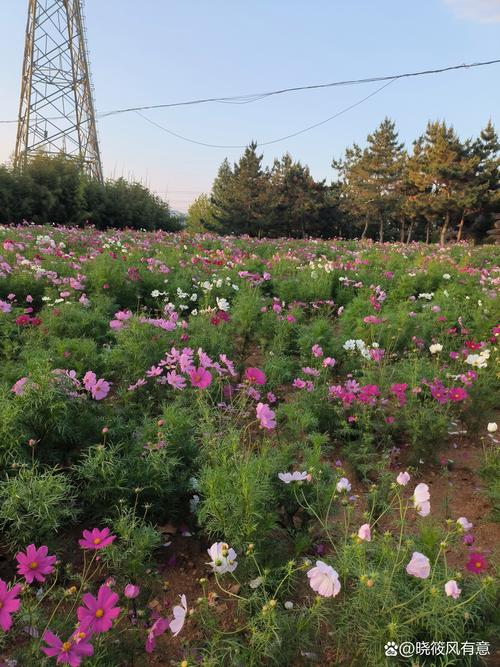 野花社区视频大全高清版