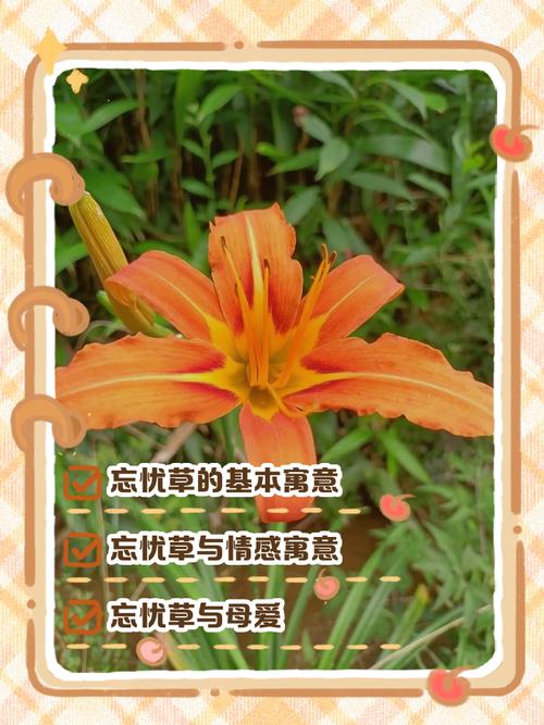 忘忧草在线社区www日本