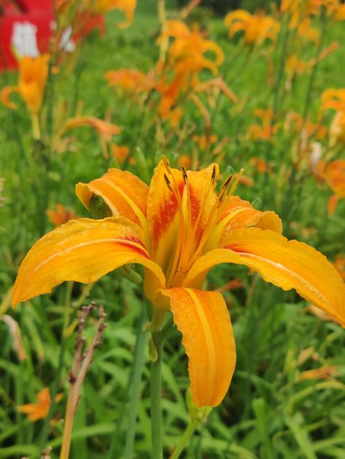 忘忧草在线社区www日本