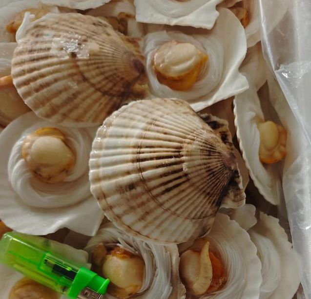 扇贝视频无限看